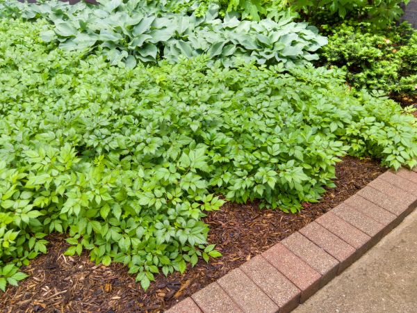 Brick Border Installation in Saint Cloud